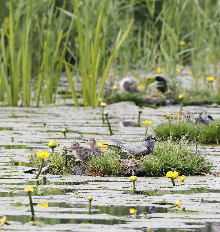 黑燕鸥(Chlidonias niger)筑巢行为